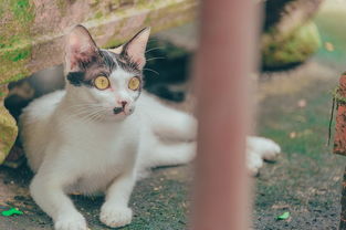 流浪猫被喂食物后带孩子找上门——人与猫的奇妙缘分