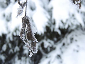 东北暴雪背后的气候变迁与应对策略