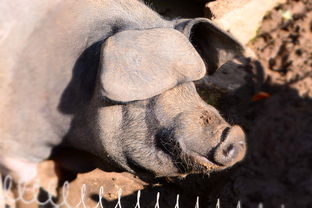 主人杀年猪，狗狗偷吃猪肉被撑死的悲剧